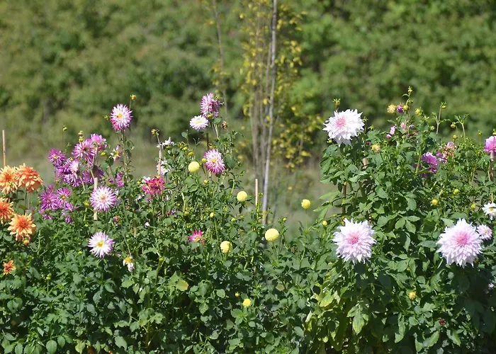 Bed & Breakfast Le Clos Du Murier 3*