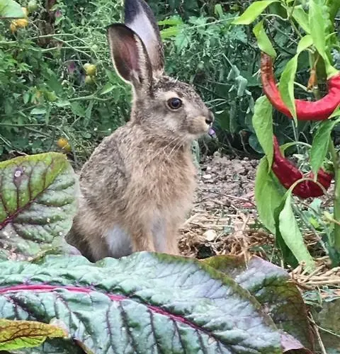Bed & Breakfast Le Clos Du Murier Fongrave